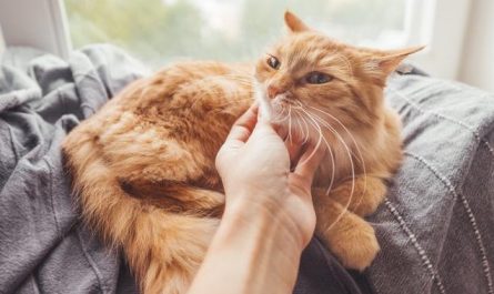 10 Significados de Sonhar Tocar num Gato