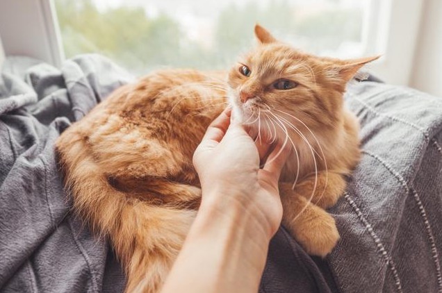 10 Significados de Sonhar Tocar num Gato