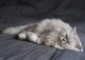 12 Significados de Sonhar com Pelo de Gato