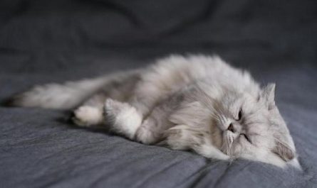 12 Significados de Sonhar com Pelo de Gato