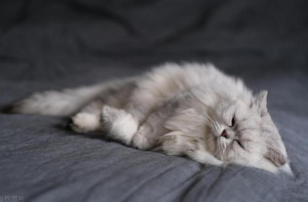 12 Significados de Sonhar com Pelo de Gato