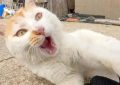 14 Significados de Sonhos com Ataques de Gatos