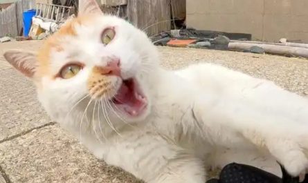 14 Significados de Sonhos com Ataques de Gatos
