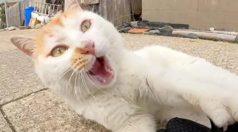 14 Significados de Sonhos com Ataques de Gatos
