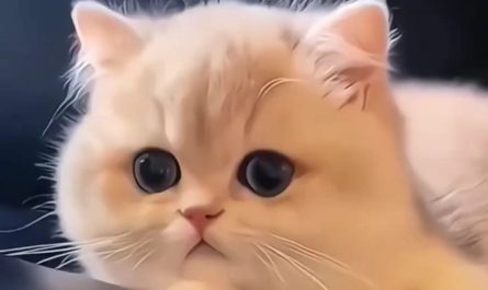20 Significados de Sonhar com Gatinhos