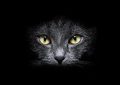 16 Significados de Sonhar com um Gato Preto