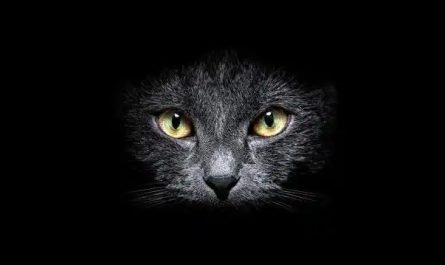 16 Significados de Sonhar com um Gato Preto
