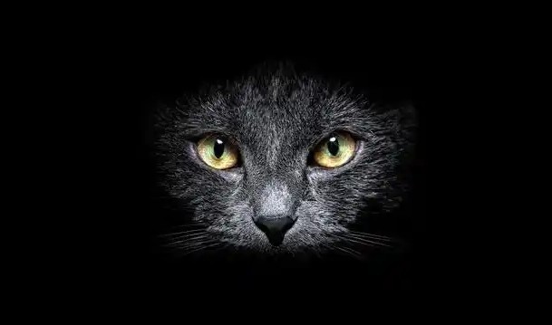 16 Significados de Sonhar com um Gato Preto